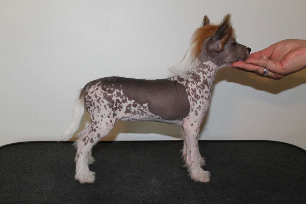 Hyymittären Aikamoinen Alexantra