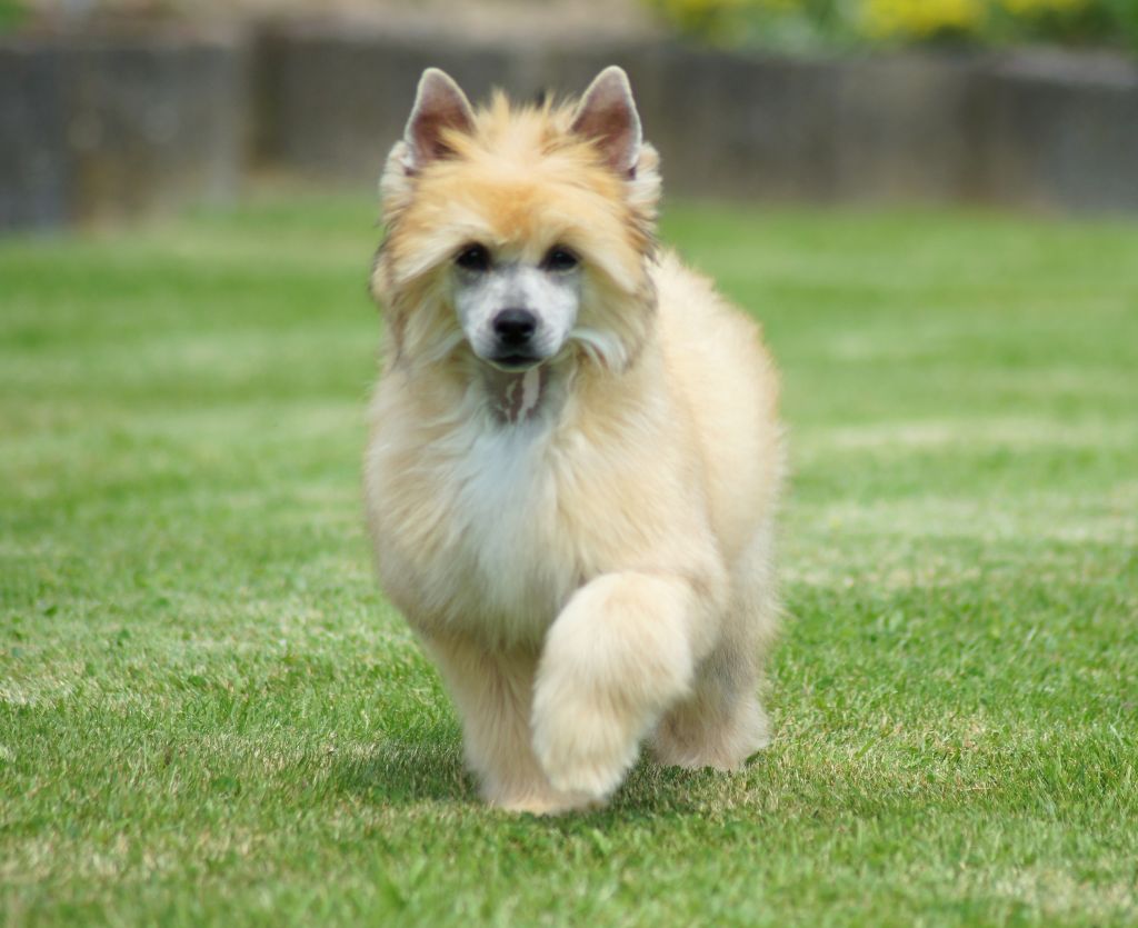 Elea King of Diamonds