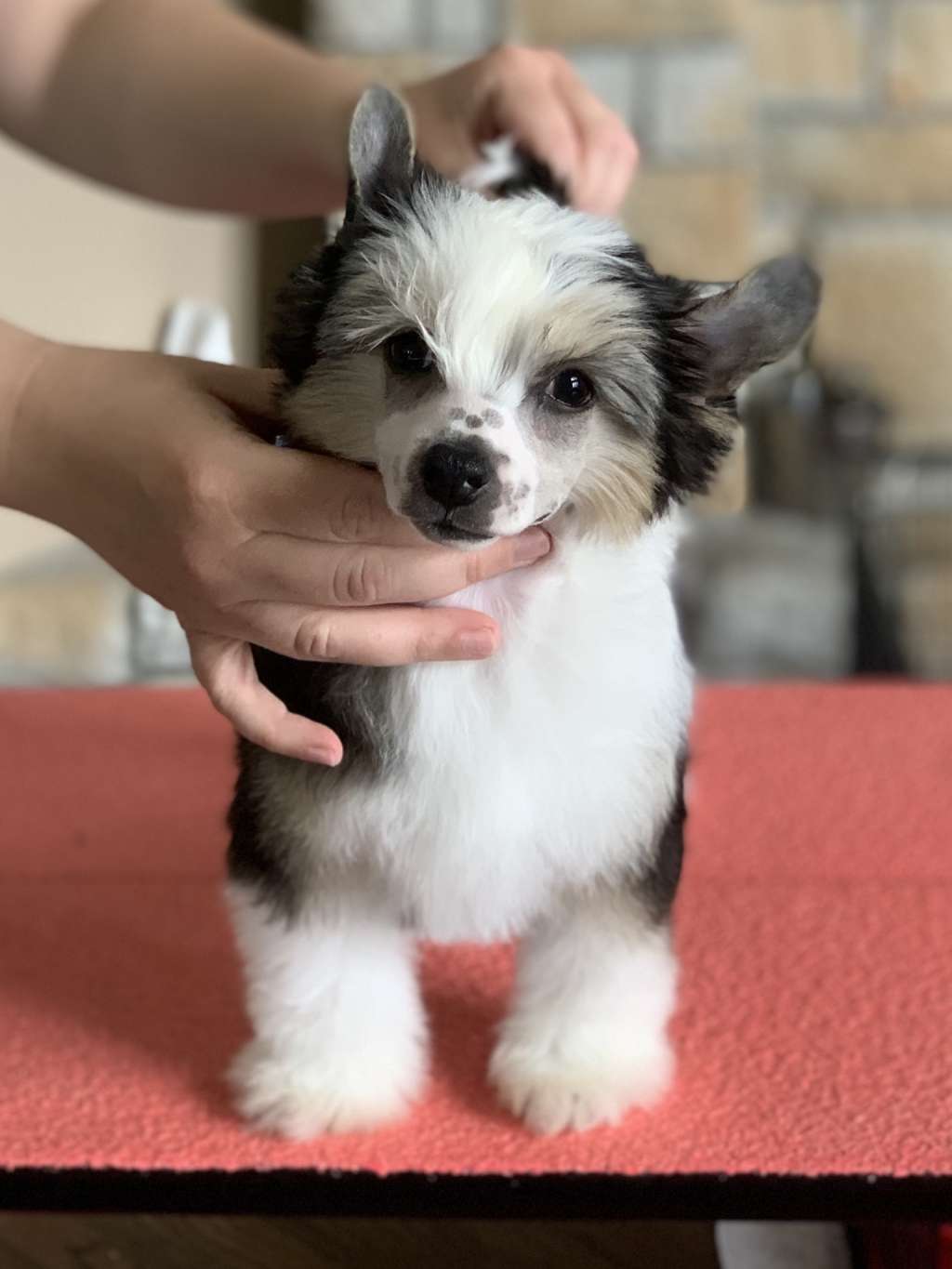 Charisma Tangled in Spaghetti