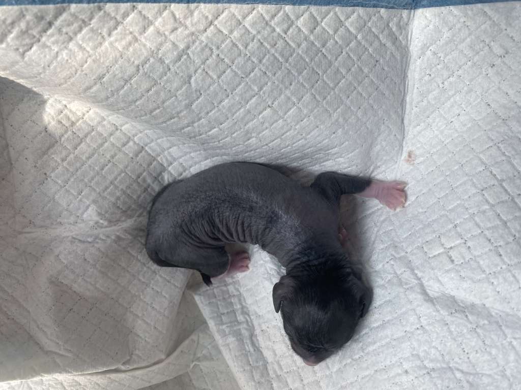 kameleondogs kennel Yirco