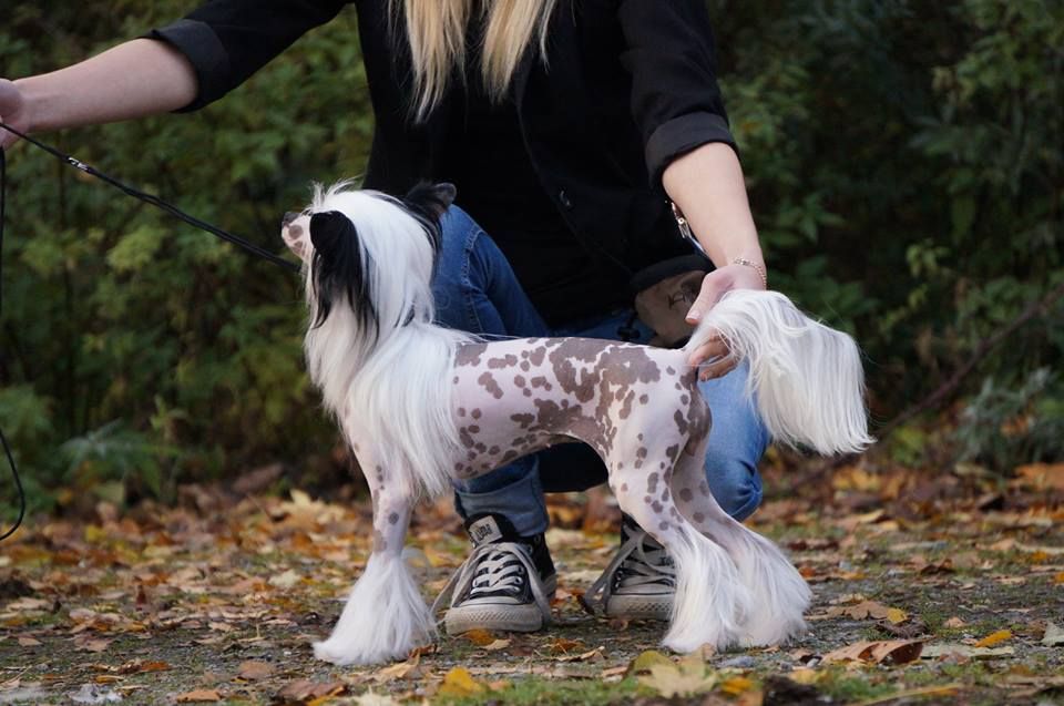 Xquisit von Shinbashi