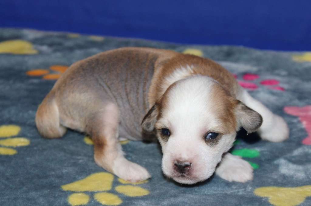 Yabloni Medovyi Aromat