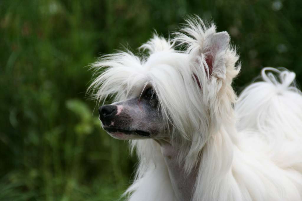 Happy Dancing Silent Snoopy