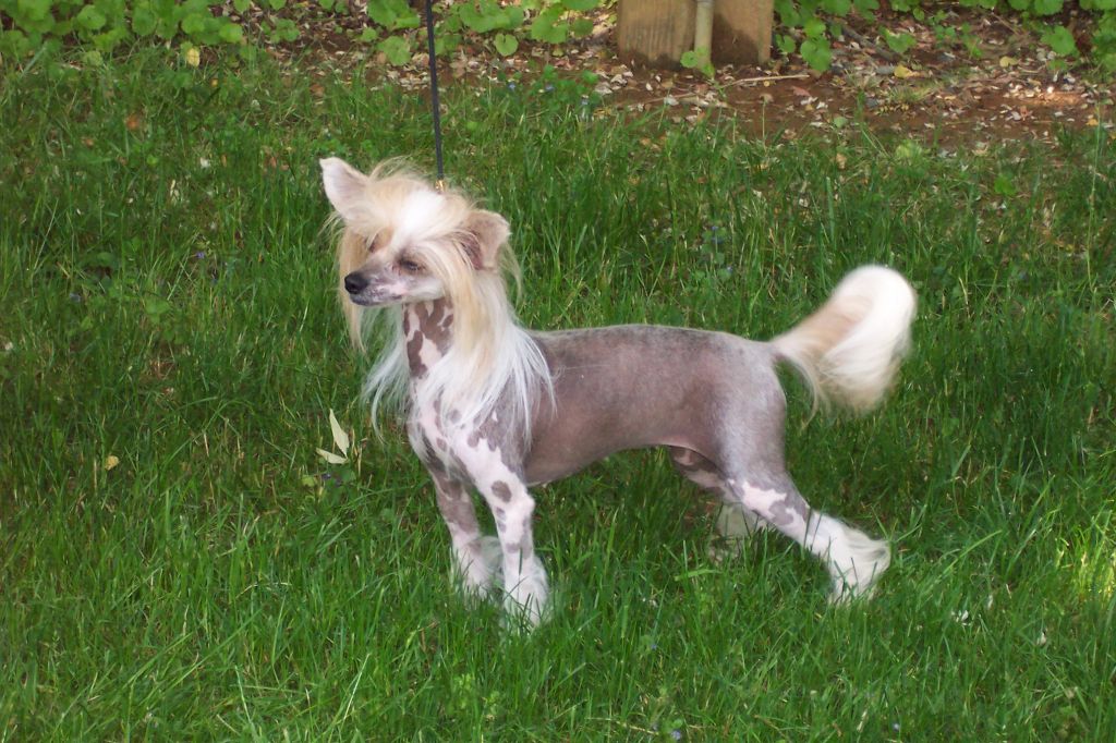 Ivylane's Lady Godiva Of Poricia