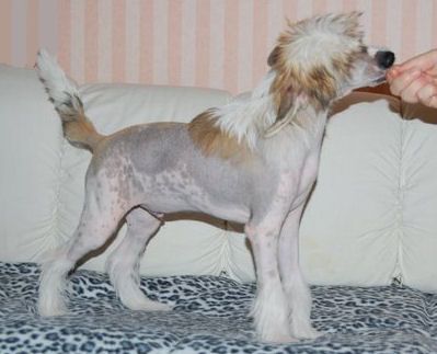 Joyway's Vampire Damien