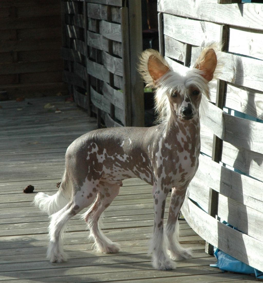 Trønderpia's Ment To Be