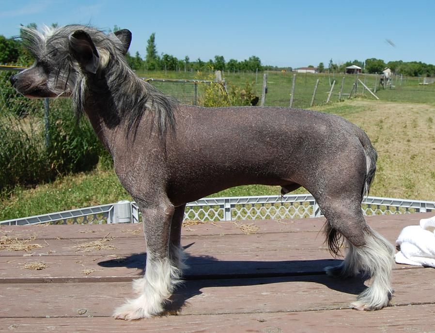 Crestyle Uniquely Formulated HL