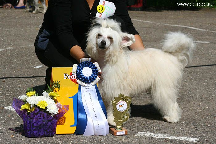 Naleks Art Las Vegas