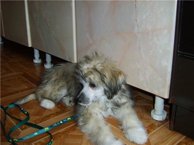 Kristal Yaniry  Uvista for Monidgi