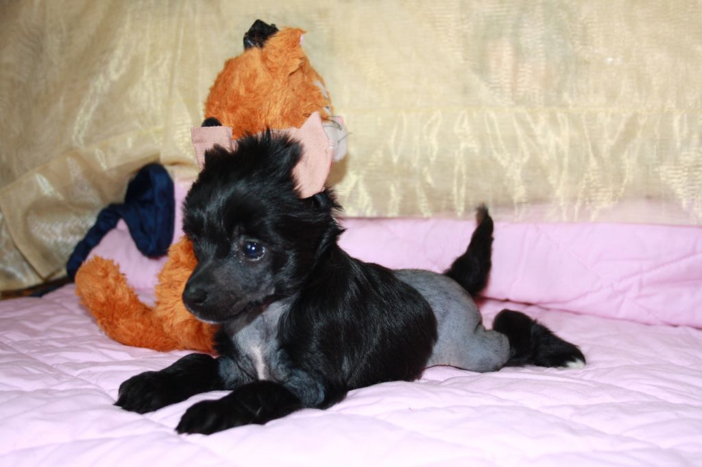 Charuyuschiy Soblazn Yan