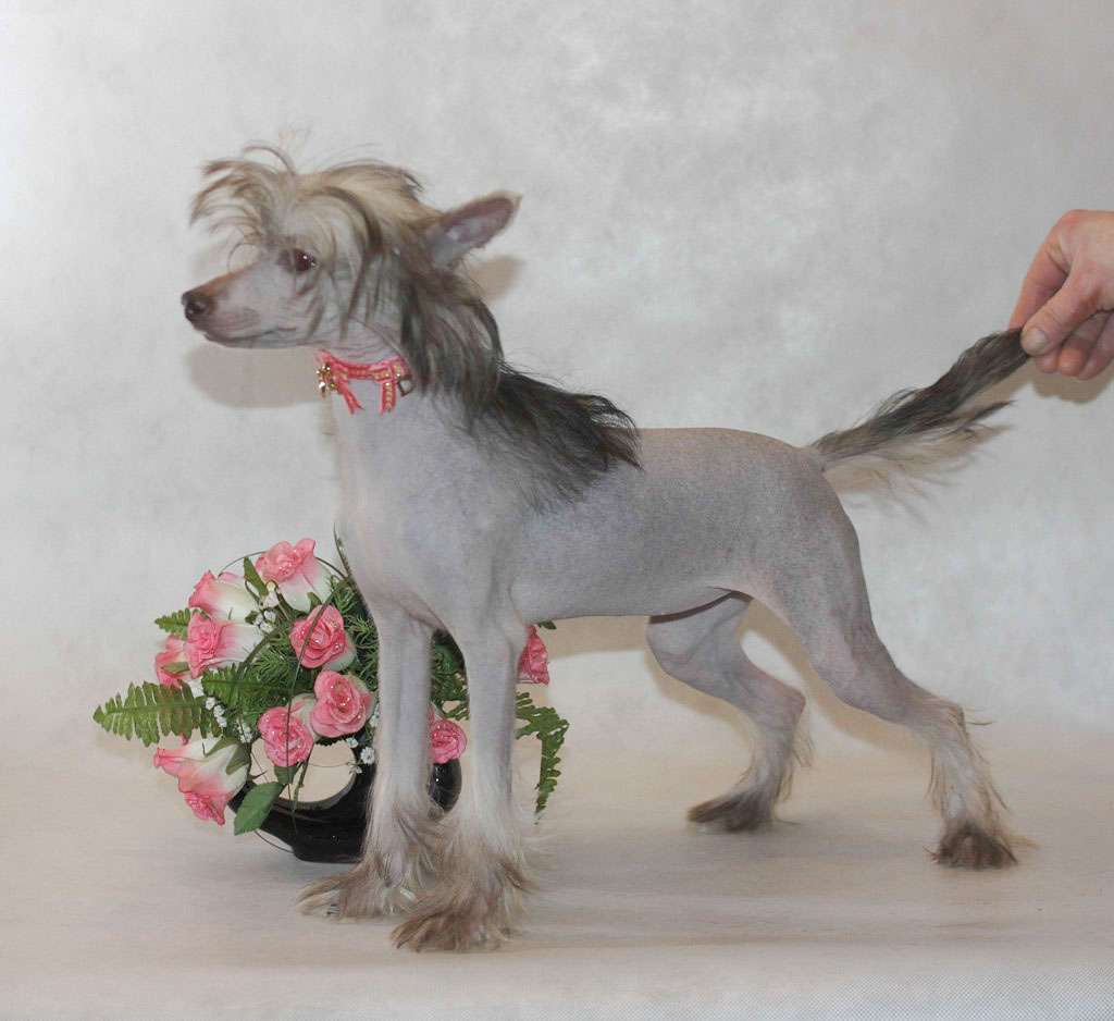 Vernisazh Mari Kometa