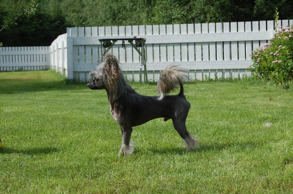 Pinky Twinky Jackass