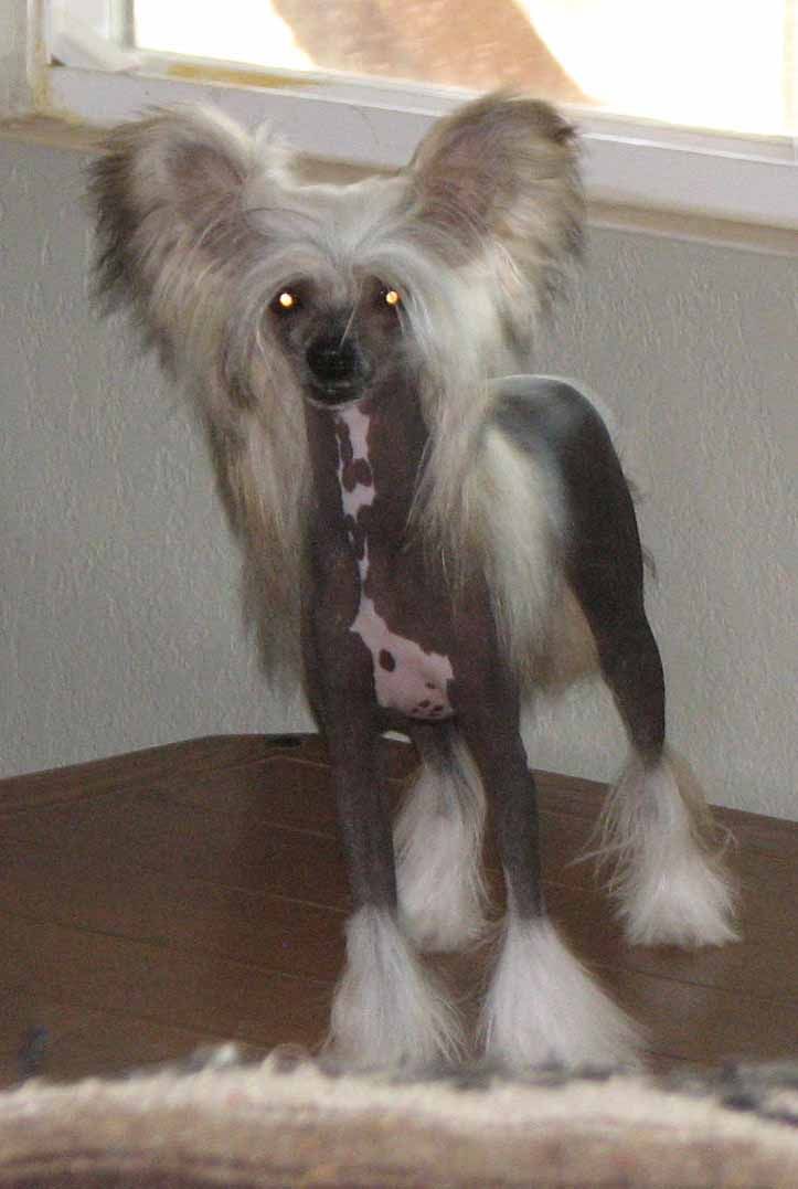 Papaw N Crest-Vue's Project Runway