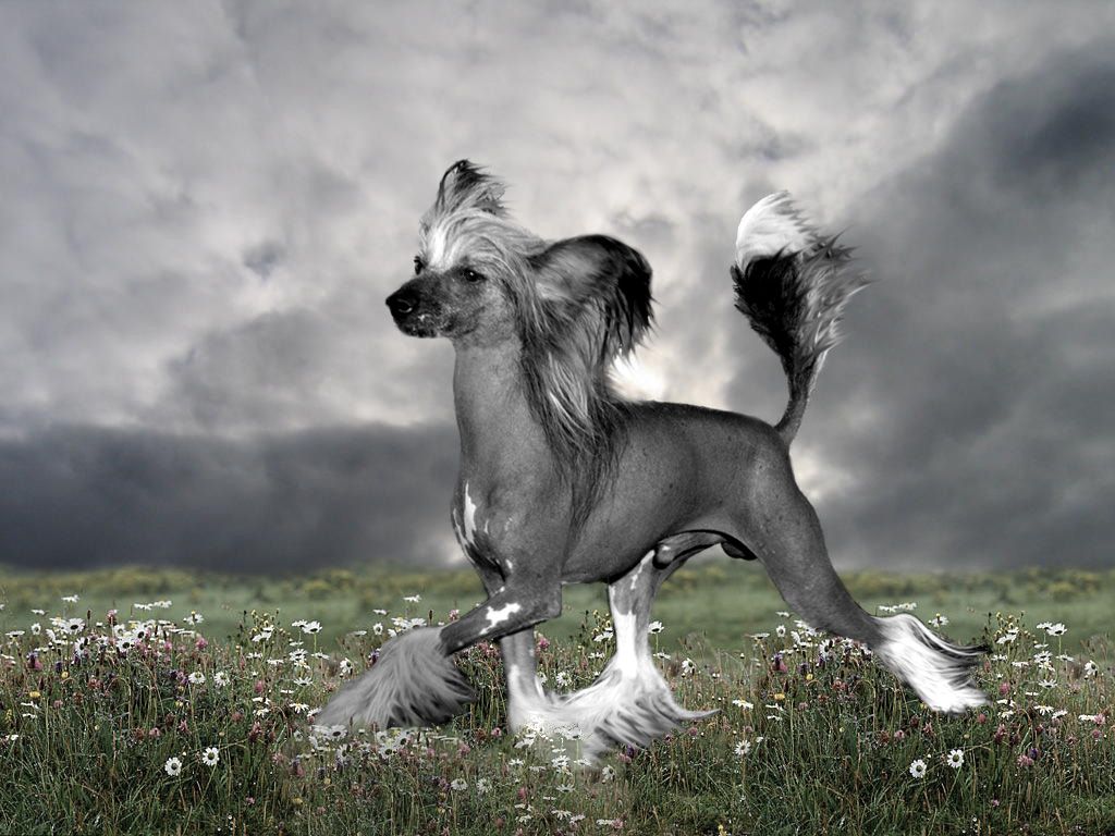 Fantastik Kashmir Bah