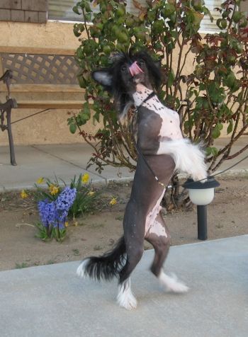 Shida Off The Scoeville Scale