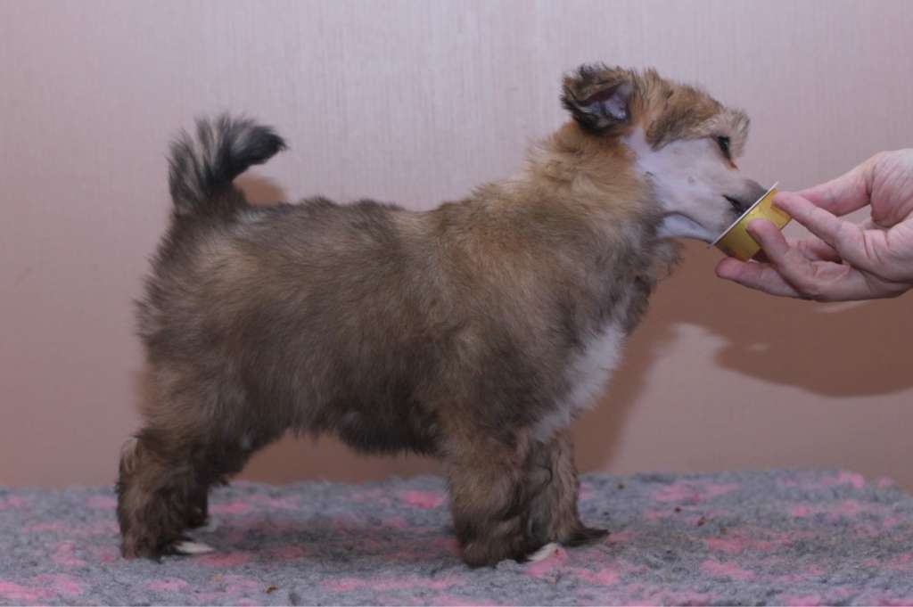 Artic Flyer's I'm Dumle-Adorable