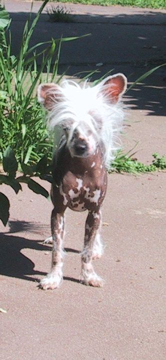 Splfyr Storm Ina Tcup