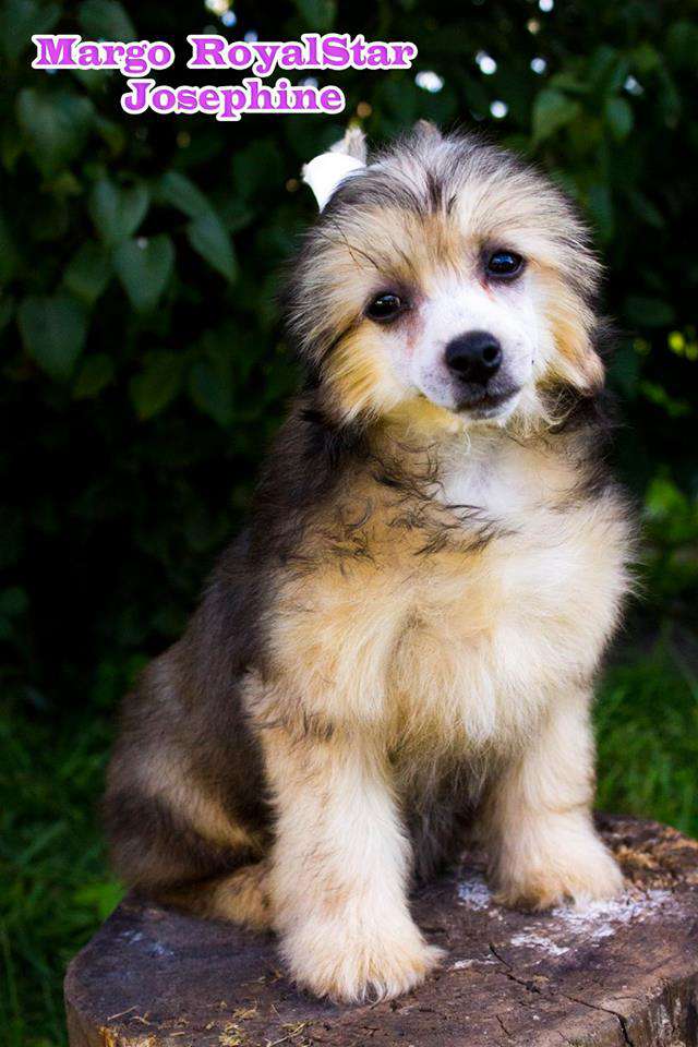 Margo RoyalStar Josephine