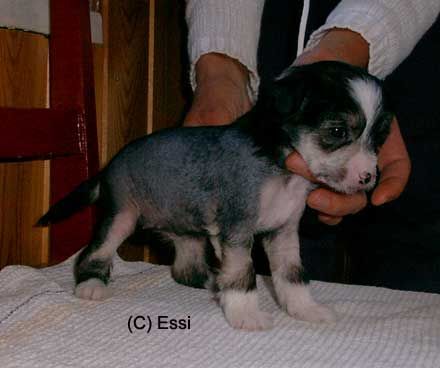 Passer-By Crafty Fairy