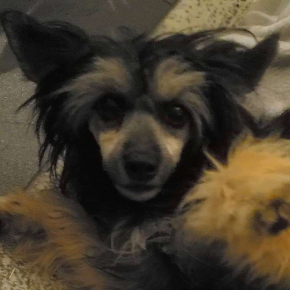 Beyesa's Bucuti Tara Amiga