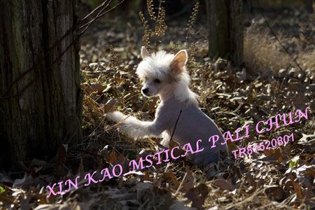 Xin Kao Mstical Pali Chun
