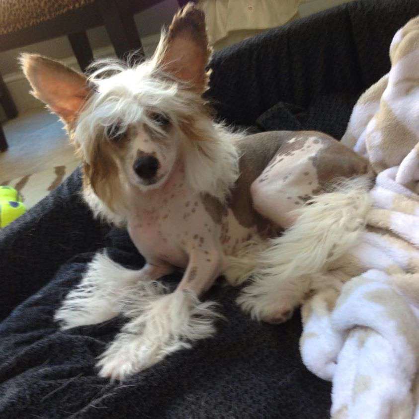 Magic Cresteds American Moon Flowers Lady of the L