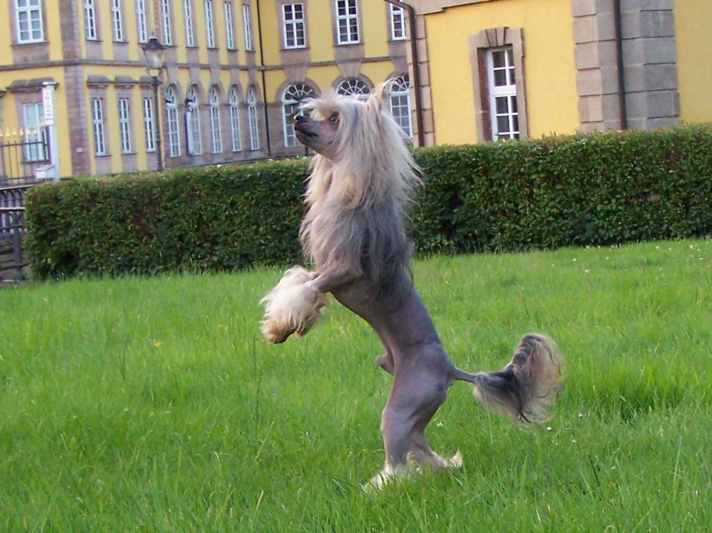 Golden Diamond Cresteds Woodwind