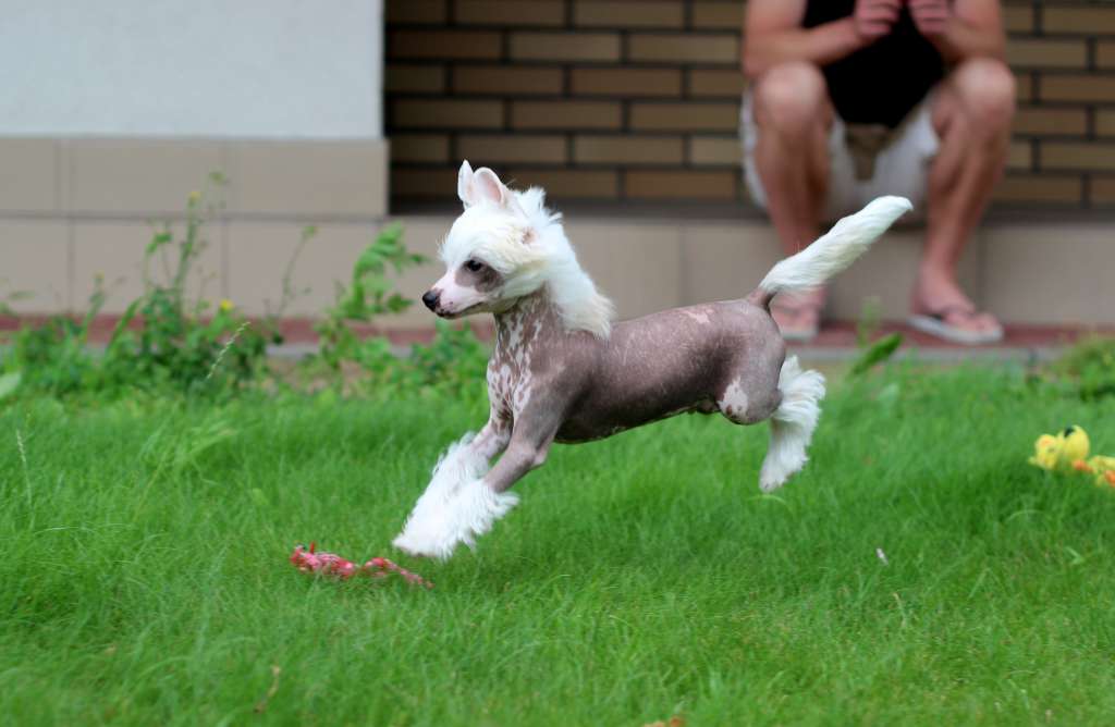 Harvard Artagasamazis