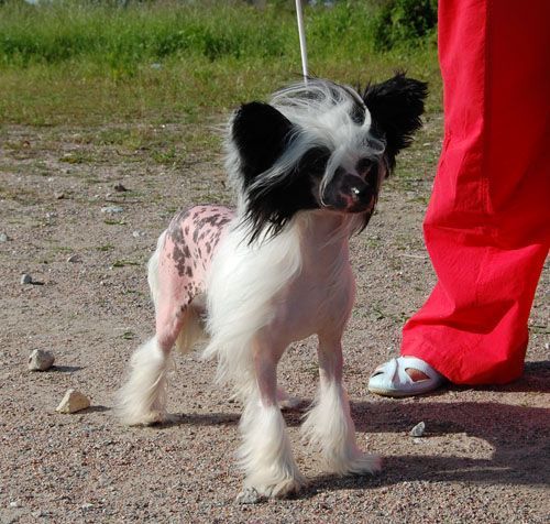 Just Now von Shinbashi