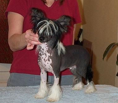 Wickhaven Bayshore Oscar Wilde