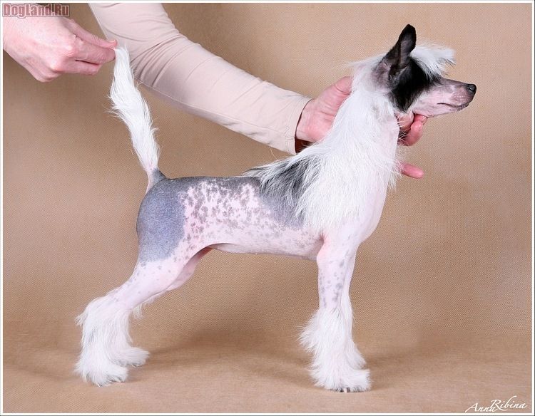 Dogland Happy Tsarevna Nochi