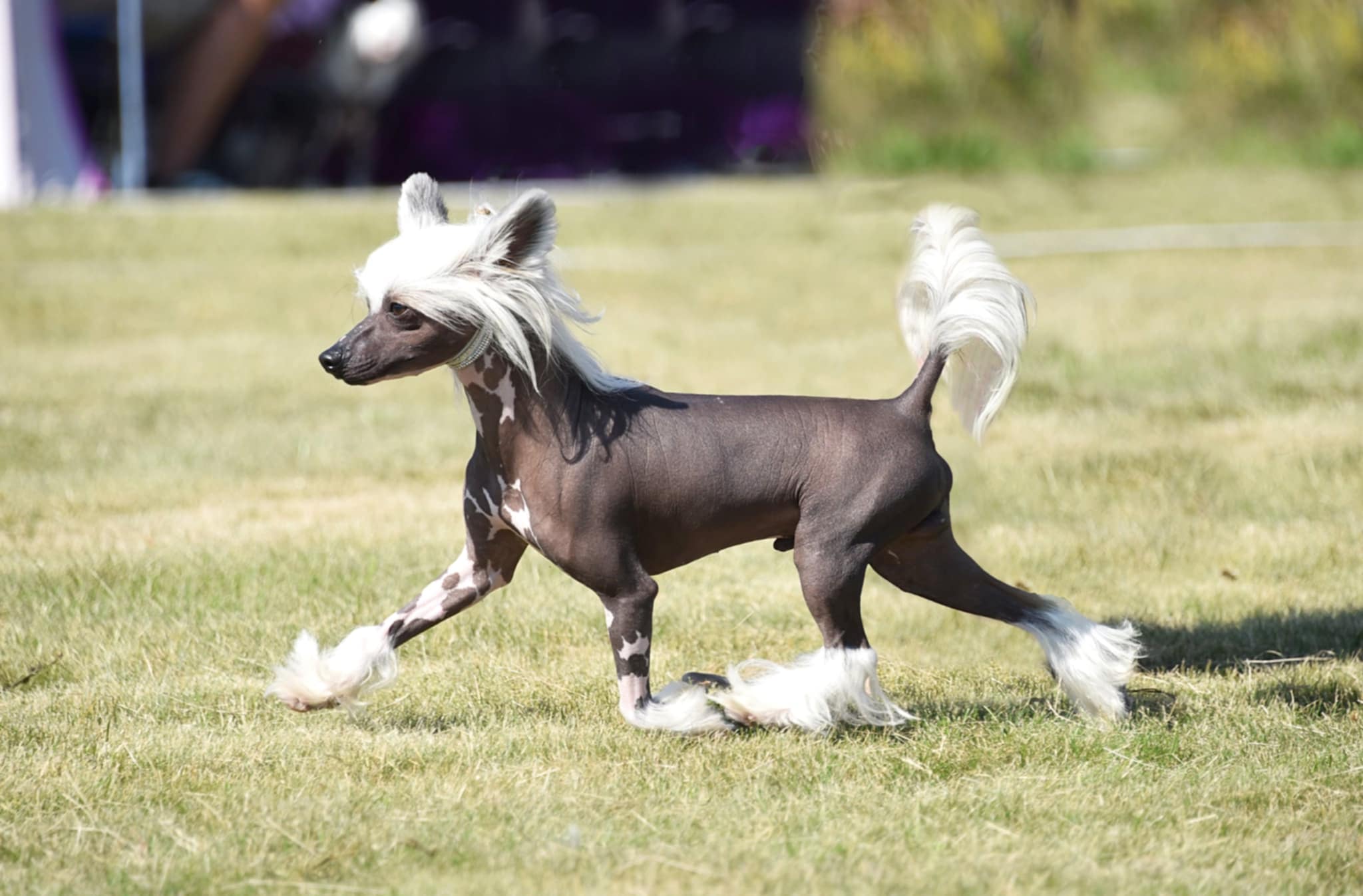 Kaylen's Can't Wait To Be King