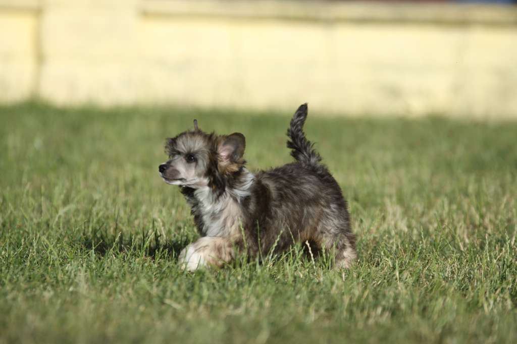 Victory Princes de la Roses