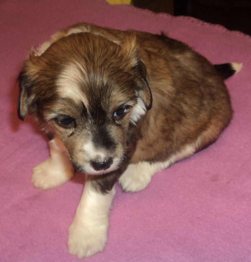 Rose of Aiden Keep the faith