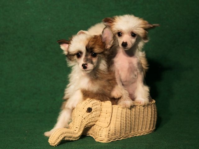 Ksolo Club Dunhill Always Best