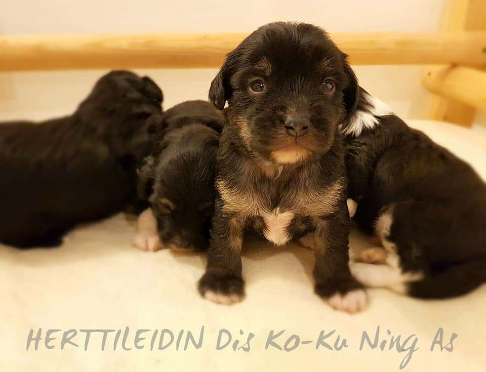 Herttileidin Dis Ko-Ku Ning As