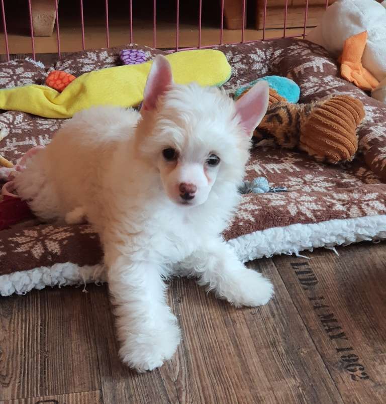 Never Say Never Caramella's Family