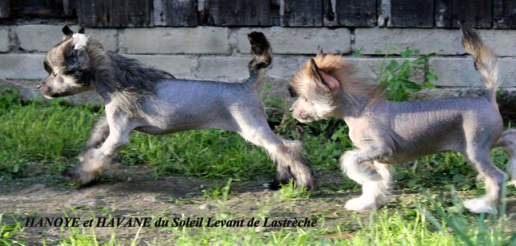 Hanoye du Soleil Levant de Lastrèche