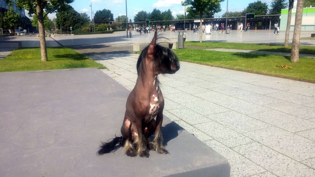 Muso Grazioso Lucca Queen's Desire