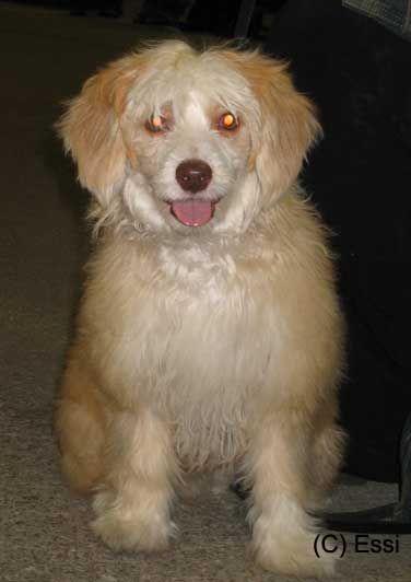 Sun Dan Gravity Of Love