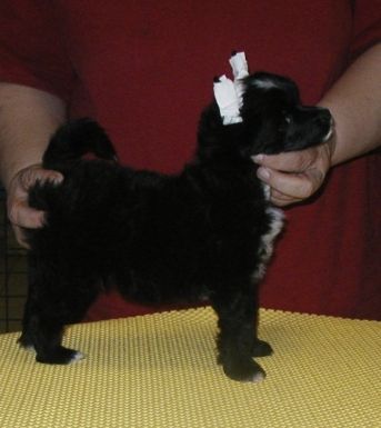 Good Luck Top Model De Rama