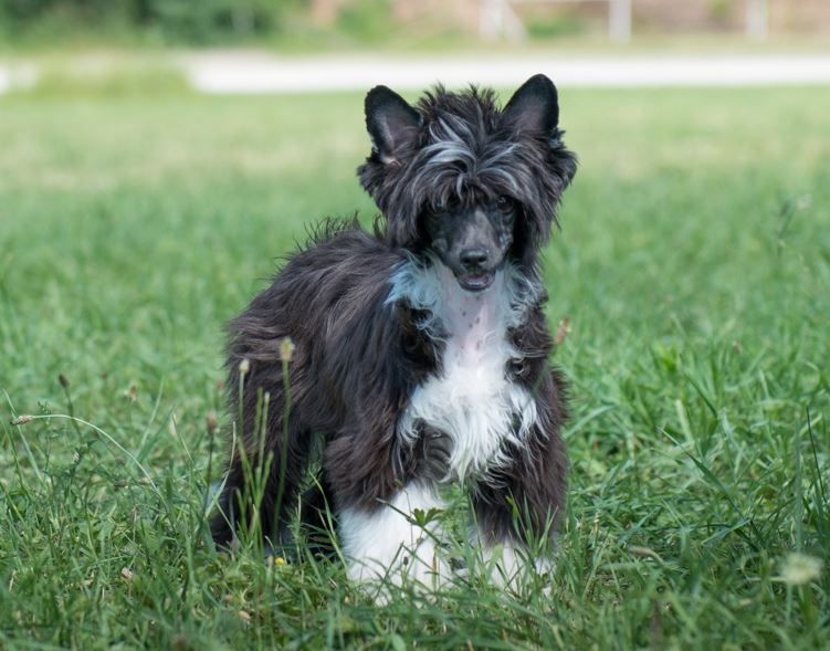 Joyera's Crested Cheshire Cat