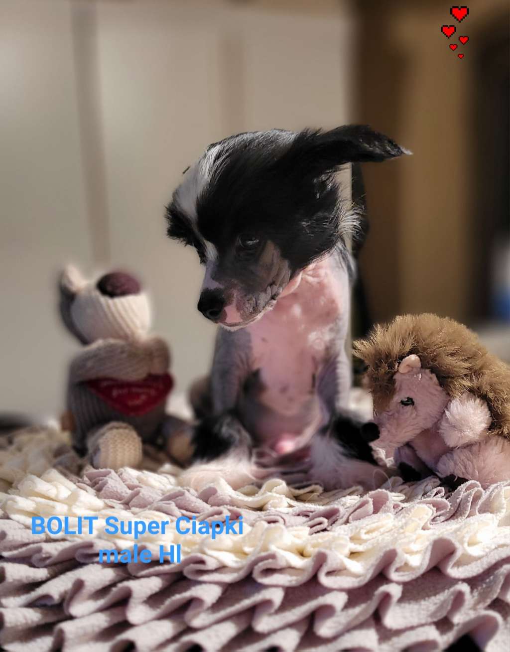 Bolit Super Ciapki (fci)