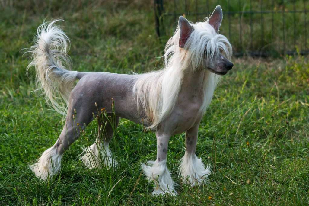 Goddes of Grace z Valdorfskych lesu