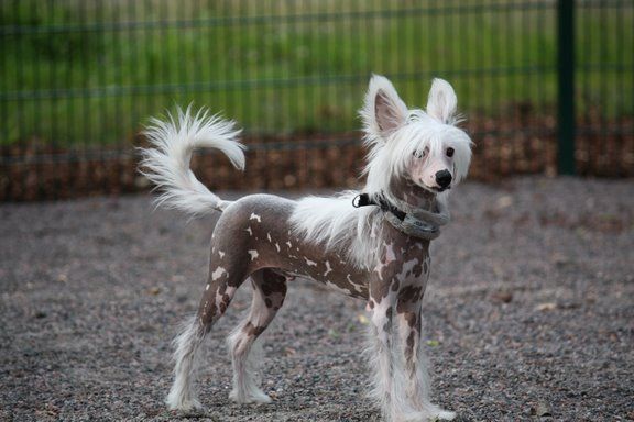 Meadowwood's Dare-Devil Dream 