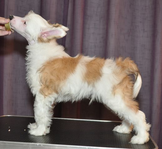 Artic Flyer's Hot To Handle