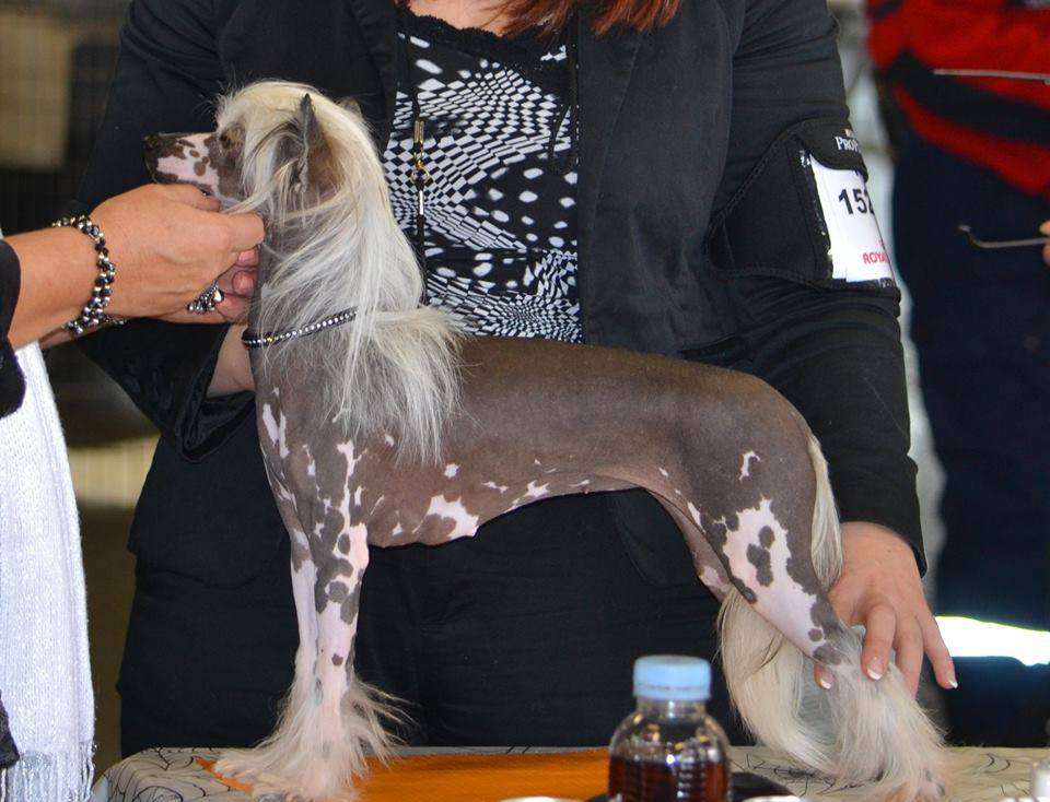 Taï Mandchou's Jimini Solaris