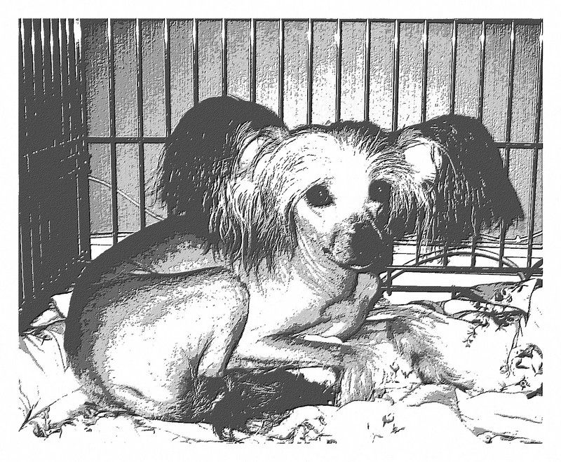 Moonhearts Honeybell