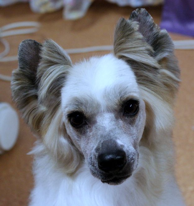 Tizzy Chaplin likes Chocolate