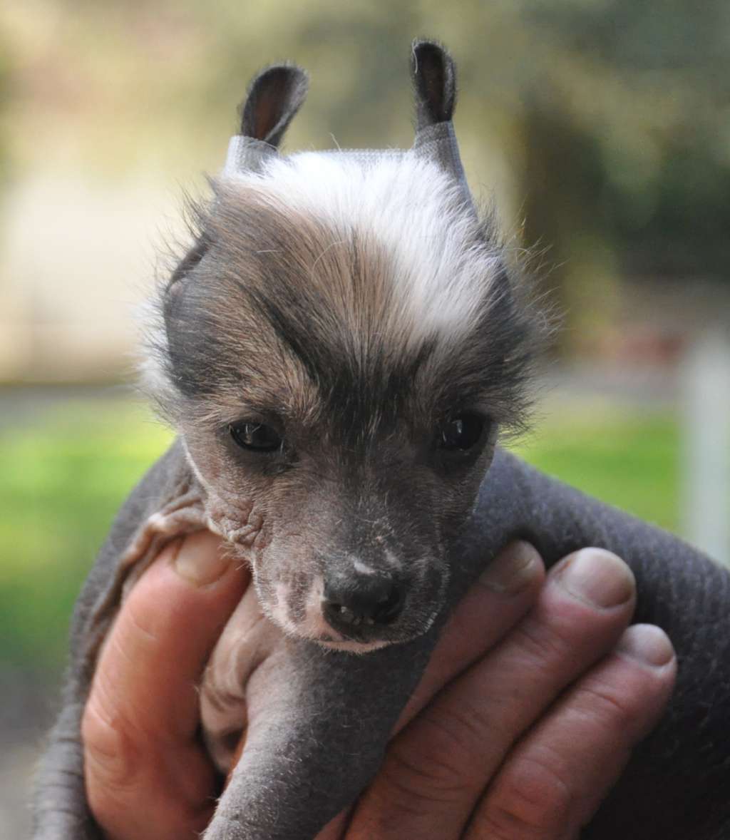 Jiminy Cricket Little Champs